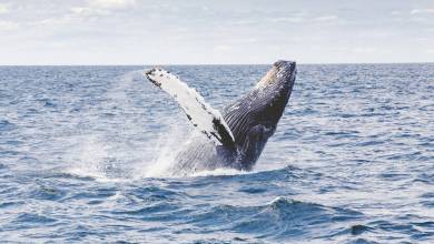Удивительная и неожиданная встреча с китом в водах Монако